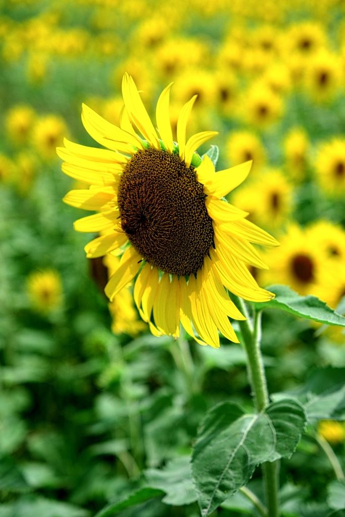 にいみ農園ヒマワリ畑＃９