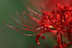 逢妻女川の彼岸花＃３