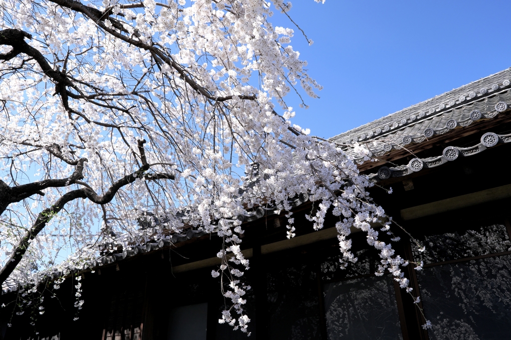 専修坊の枝垂れサクラ満開＃５