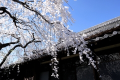 専修坊の枝垂れサクラ満開＃５