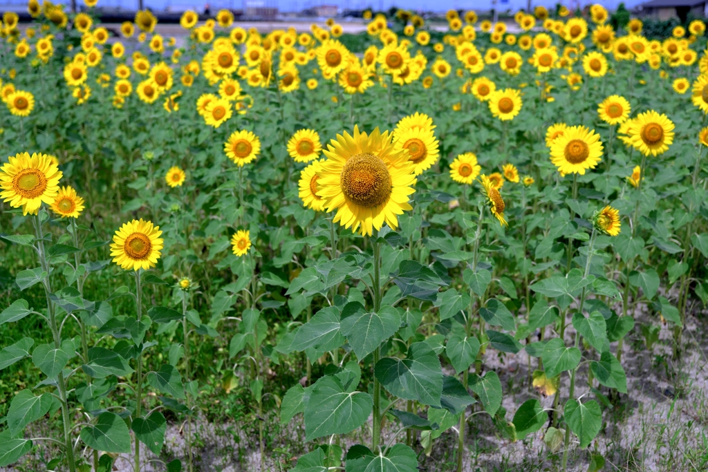 市内のヒマワリ畑ロケハン＃５