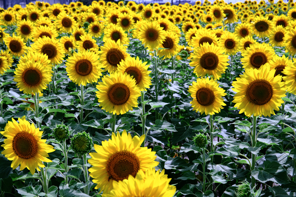 早咲きの向日葵が満開＃６