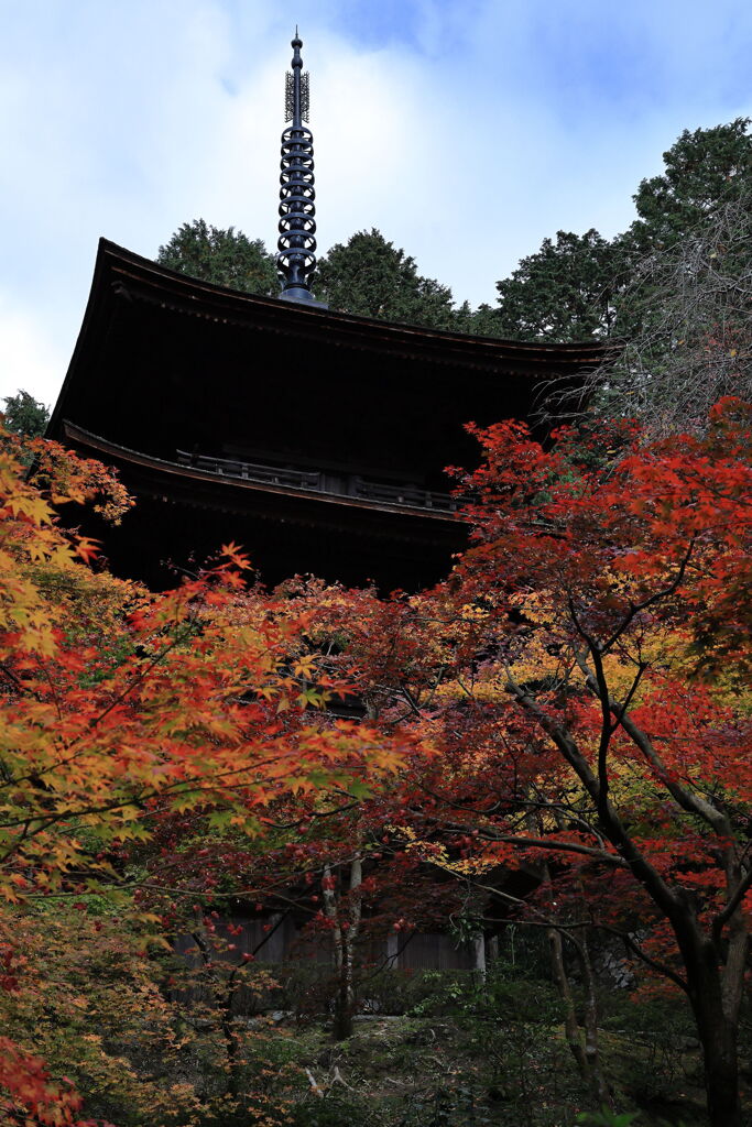 金剛輪寺の紅葉＃６