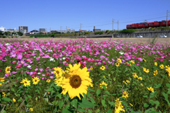 季節外れの向日葵とコスモスのコラボ＃２