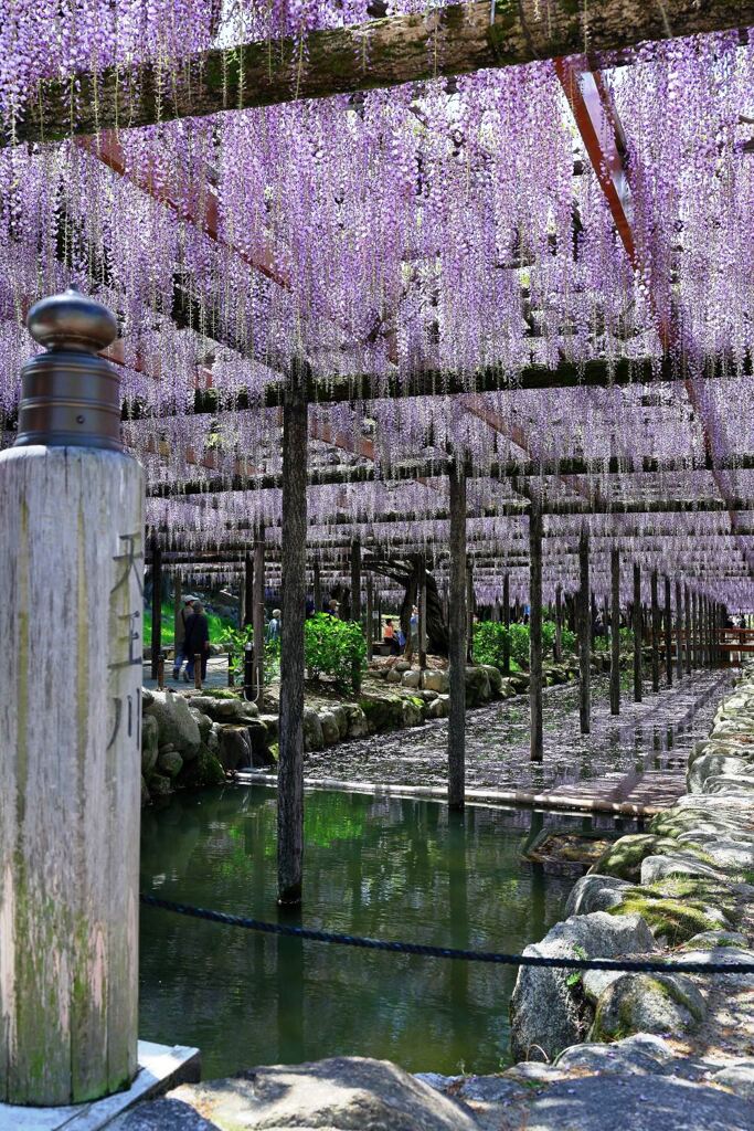 津島市・天王川の藤の花＃５