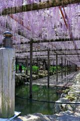 津島市・天王川の藤の花#5