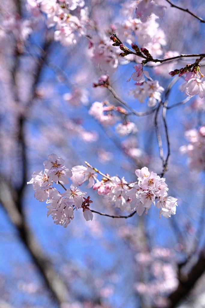 やっと咲き始めた枝垂れサクラ＃３