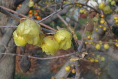 咲き始めた近所のロウバイの花＃１０