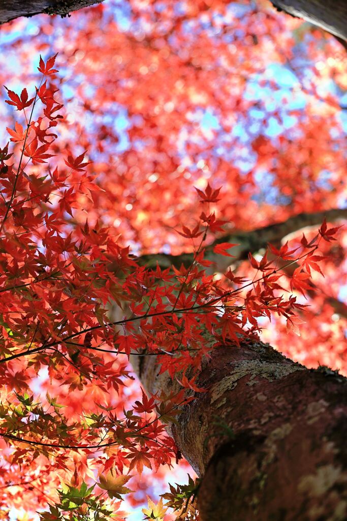 瀬戸市・雲興寺の紅葉＃１０