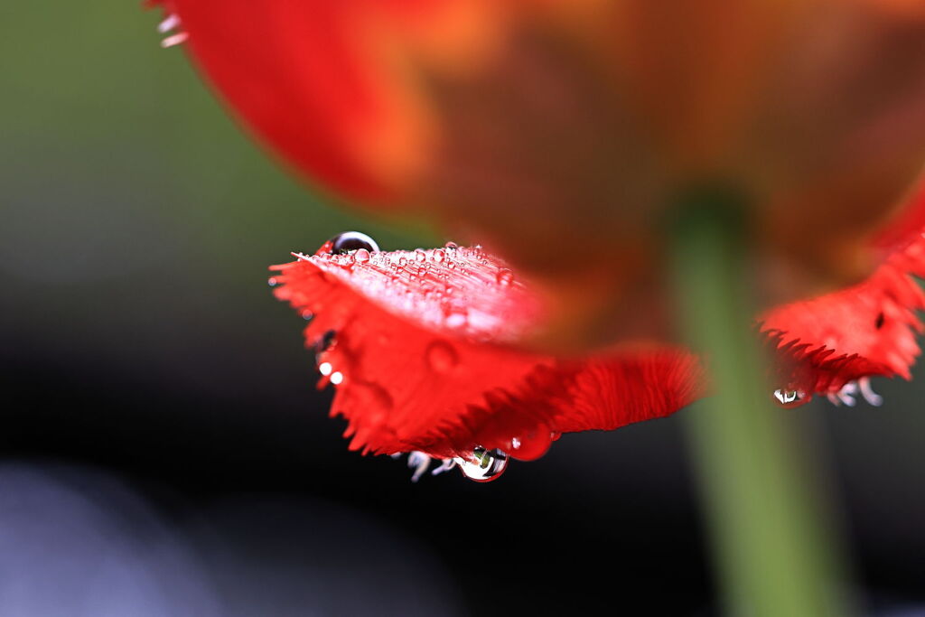 ローアングル撮影の練習＃２