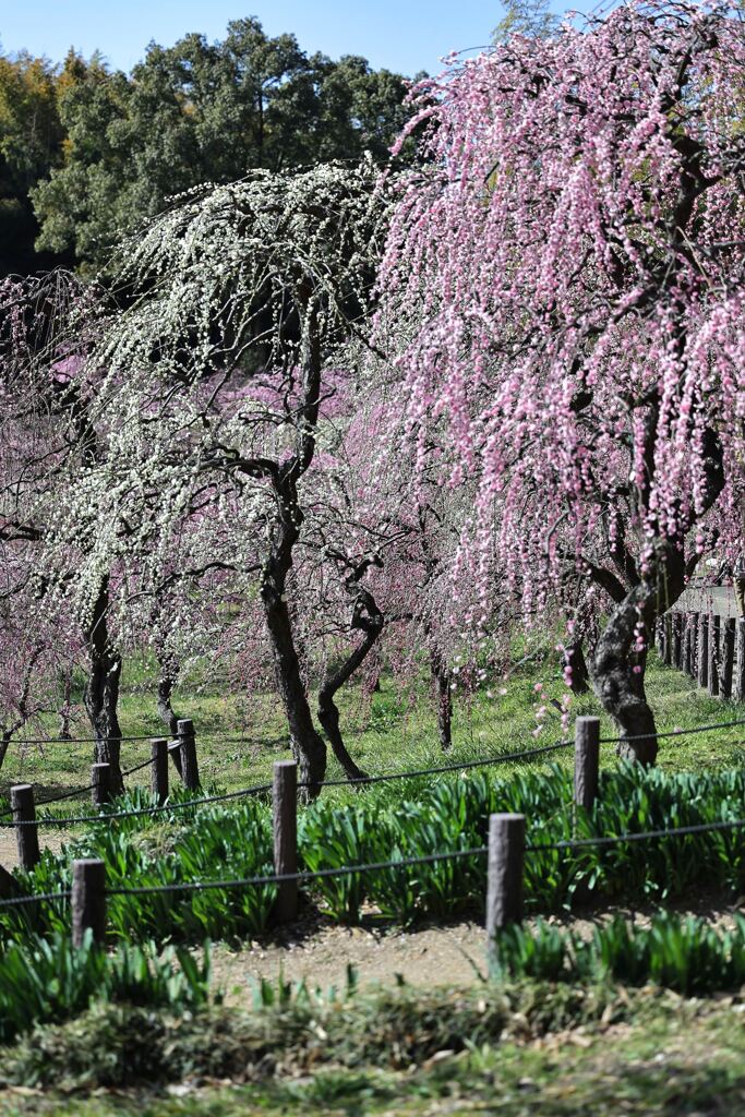 枝垂れ梅が満開＃７