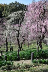 枝垂れ梅が満開＃７