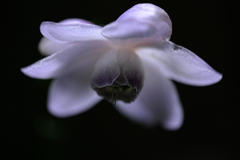 森の妖精・レンゲショウマ#6