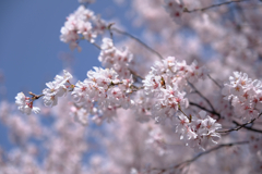 今日出会った様々なサクラたち#1