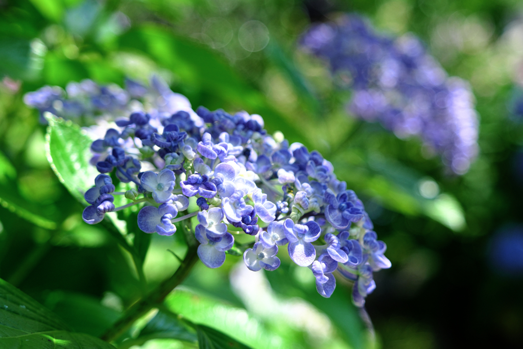 『本光寺』の紫陽花＃７