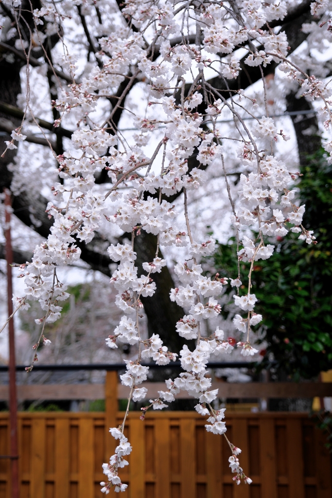 源空院の枝垂れサクラが見頃＃７