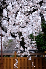 源空院の枝垂れサクラが見頃＃７