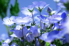 ネモフィラがもう～見頃＃５