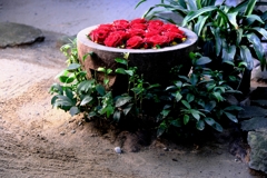 岡崎・菅生神社の花手水#10