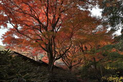 見頃を迎えた松平郷の紅葉＃８