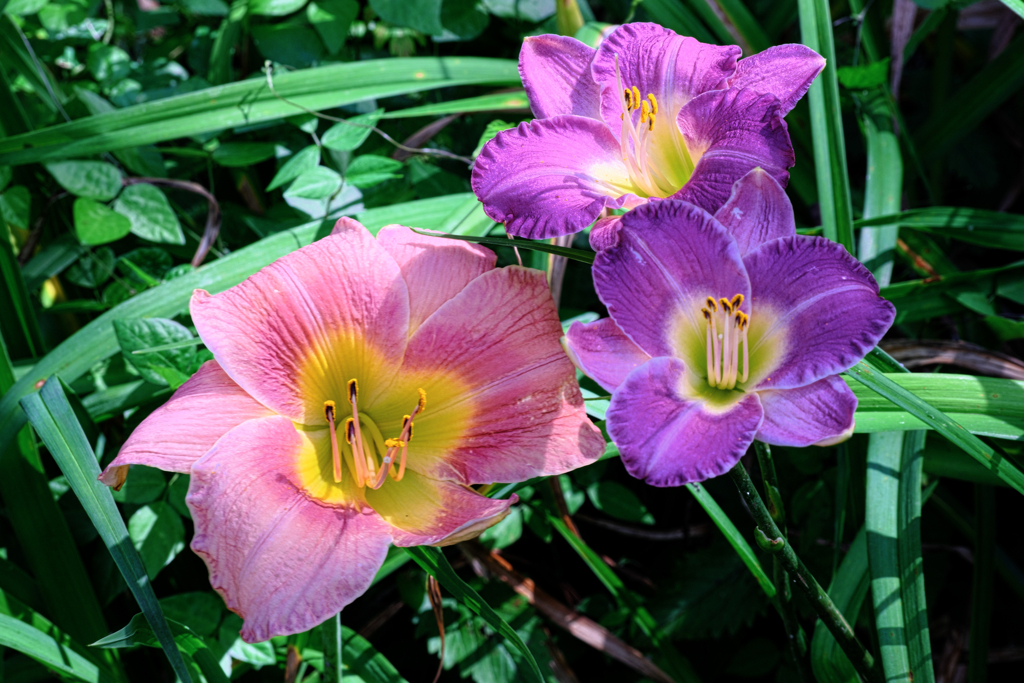 富士見高原・花の里＃４