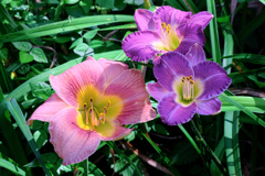 富士見高原・花の里#4