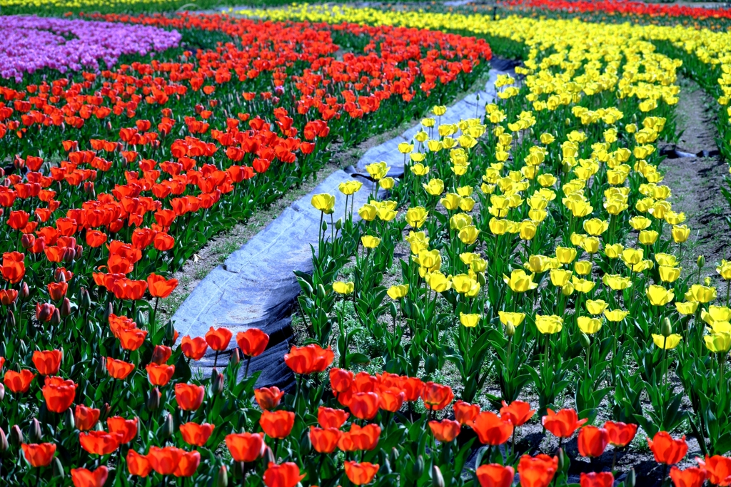 早咲きのチューリップがキレイ～＃１０