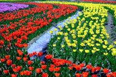 早咲きのチューリップがキレイ～＃１０