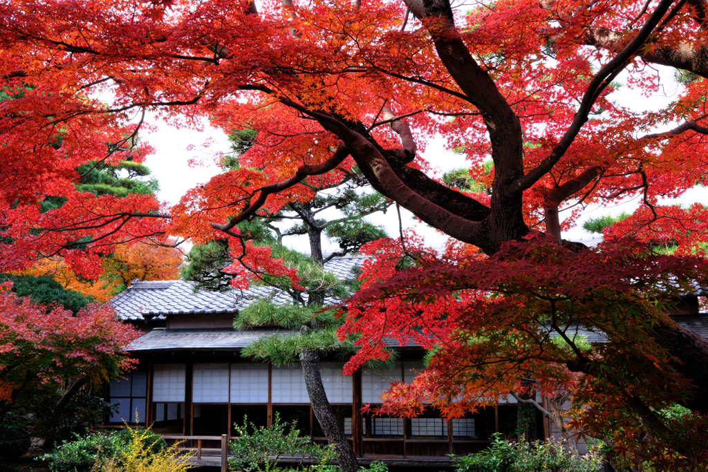 西尾歴史公園と尚古荘の紅葉＃８