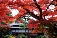 西尾歴史公園と尚古荘の紅葉＃８