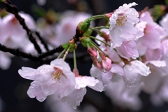 雨降りの雫狙いサクラ撮影＃８