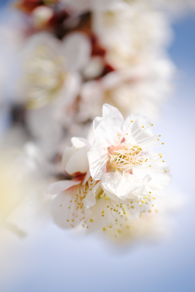 岡崎南公園葵梅林ロケハン＃５