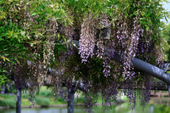 今シーズン見納めの藤の花＃１