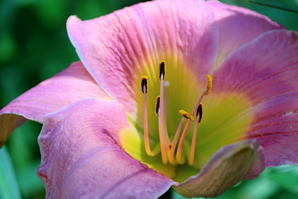 富士見高原・花の里＃５