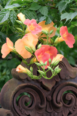 あおいパークで出会った花たち＃９