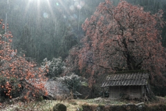 長野県根羽村・黒地の柿木#2