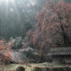 長野県根羽村・黒地の柿木＃２