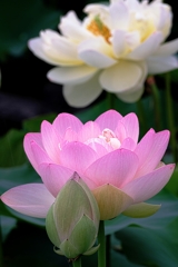 水辺公園の蓮の花＃７