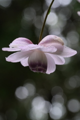 今年も逢えました～＃５