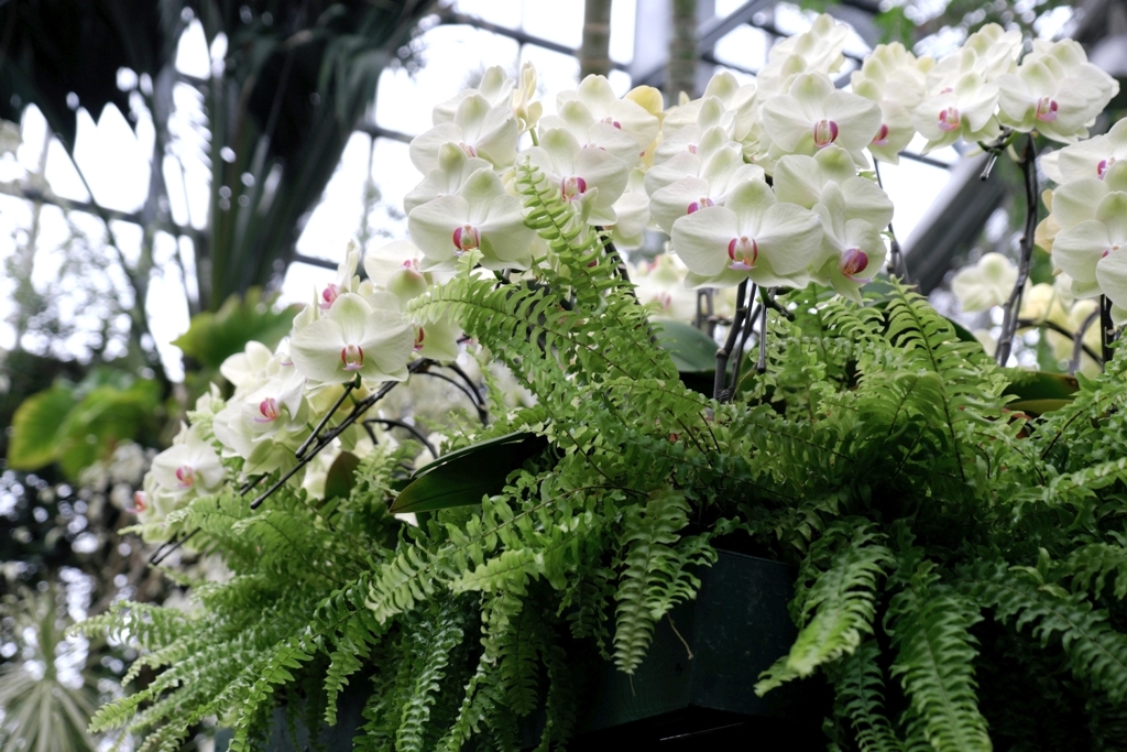 あおいパークで出会った花たち＃５