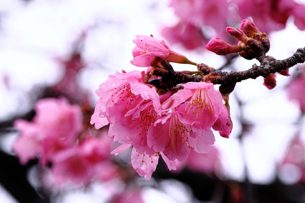 やっと咲き始めた寒緋桜＃７