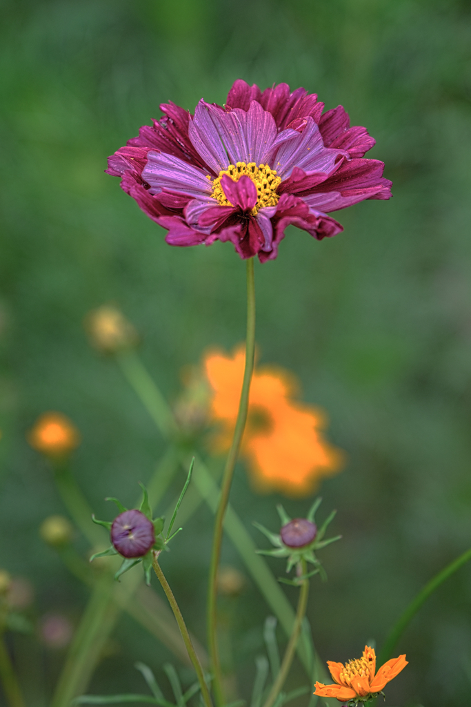 秋景色JERAパークの花たち＃３