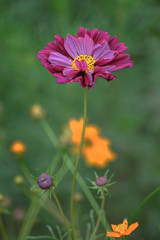 秋景色JERAパークの花たち＃３
