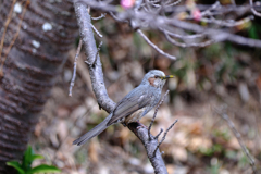 河津桜とメジロちゃん＃４