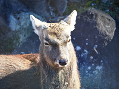 岡崎東公園の動物たち＃１０