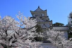 春爛漫の大垣公園と大垣城＃６