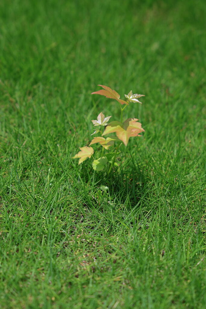 梅雨の晴れ間に出会った花たち＃３