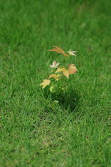 梅雨の晴れ間に出会った花たち＃３