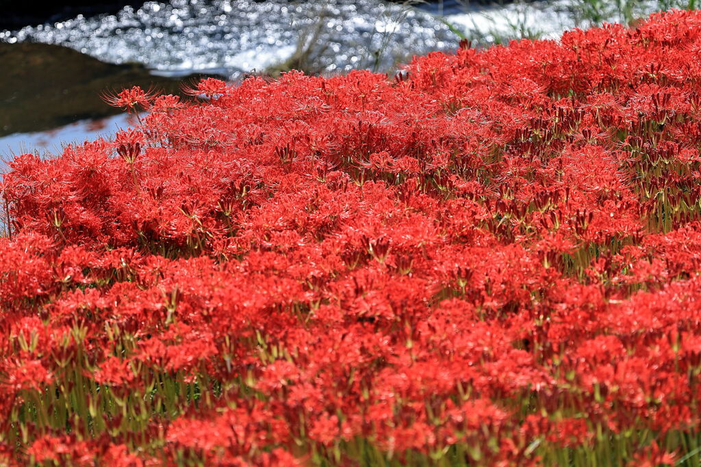 逢妻女川の彼岸花＃４