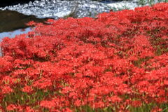 逢妻女川の彼岸花＃４